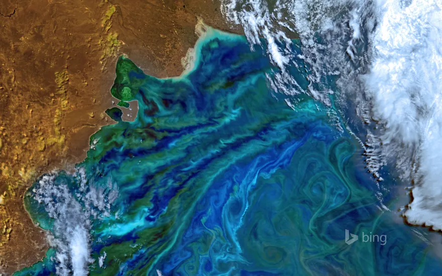 A phytoplankton bloom off the Atlantic coast of South America