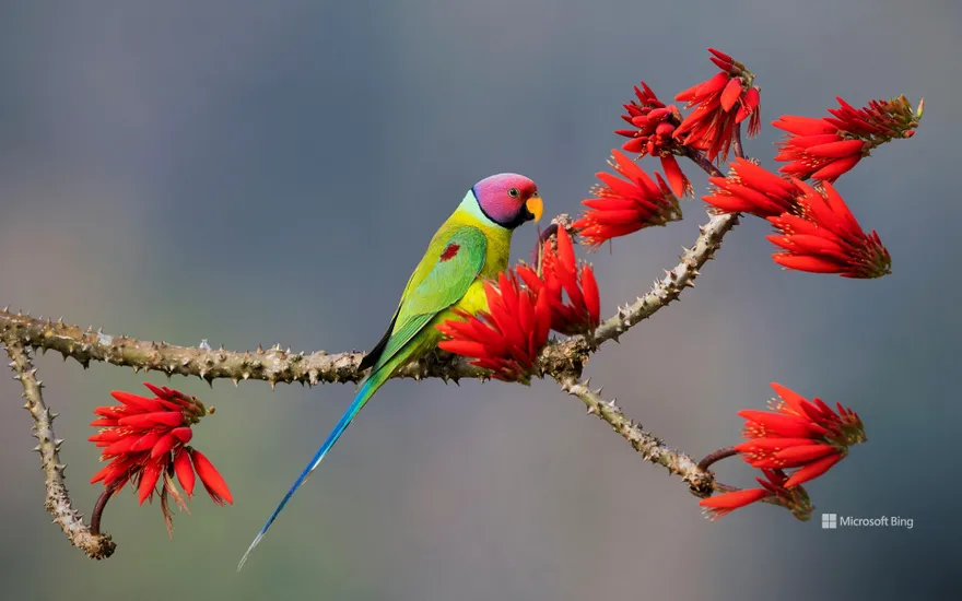 Scarlet Parakeet, Karnataka, India