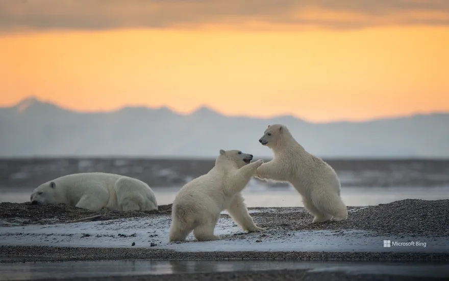 Polar bear cubs playing, Kaktovik, Alaska, USA