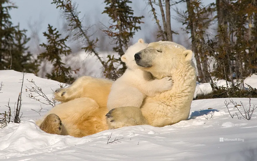 Polar bear mom and cub, Churchill, Manitoba, Canada