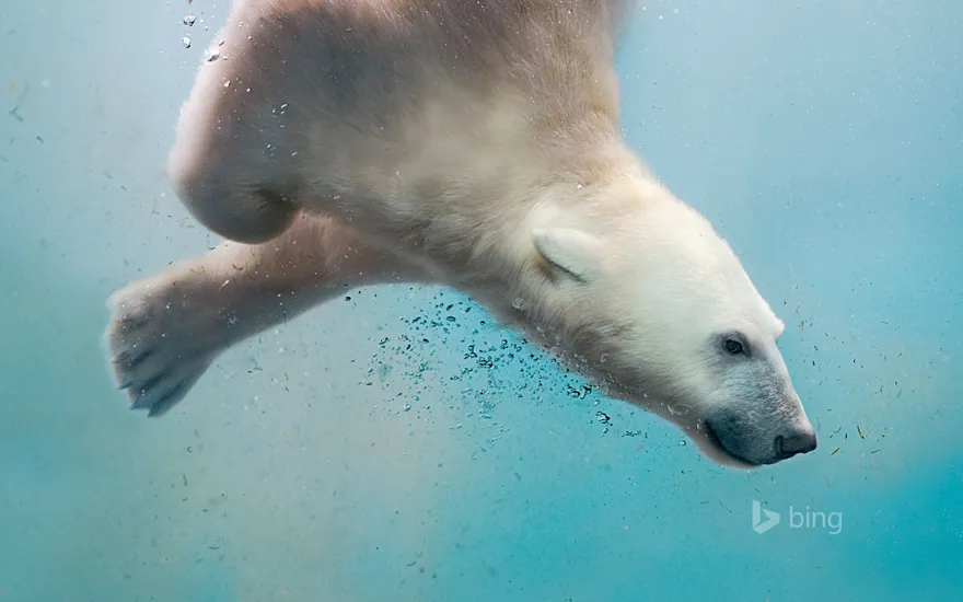 A polar bear plunging