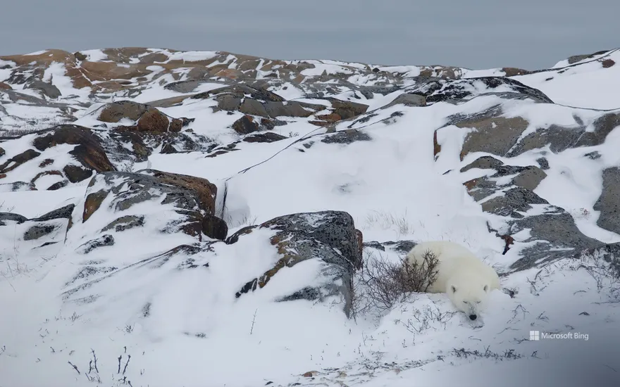 Polar bear resting in rocky landscape, Churchill, Manitoba, Canada
