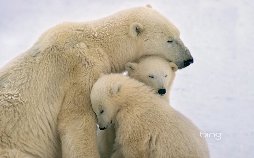 Polar bear mother and cubs near Hudson Bay, Canada