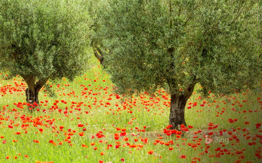 Olive trees and poppies in Luberon Regional Nature Park, France