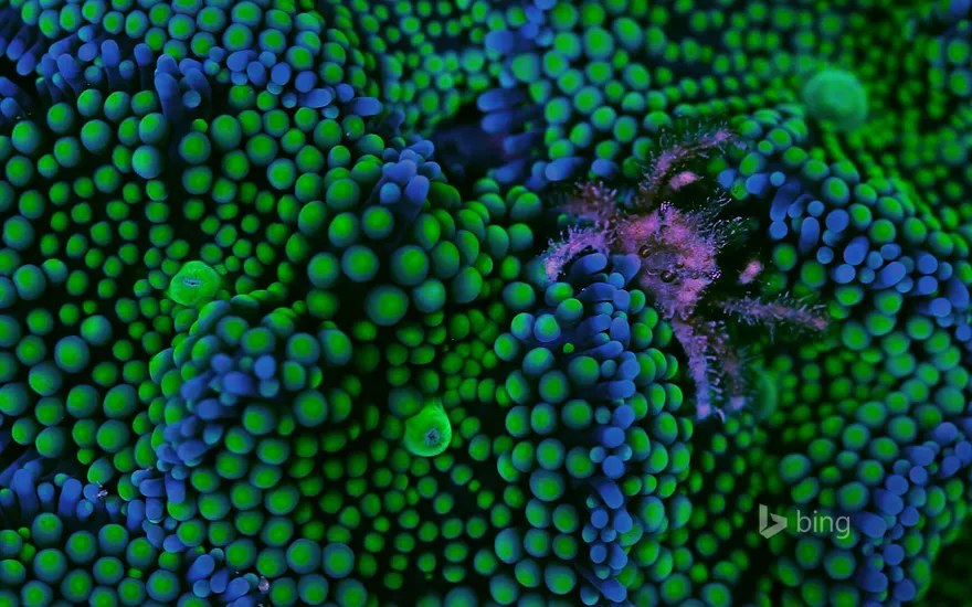 Banded clinging crab and Ricordea florida coral