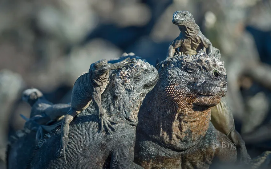 Marine iguanas, Galápagos Islands, Ecuador