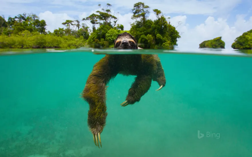 Pygmy three-toed sloth swimming near Isla Escudo de Veraguas, Panama
