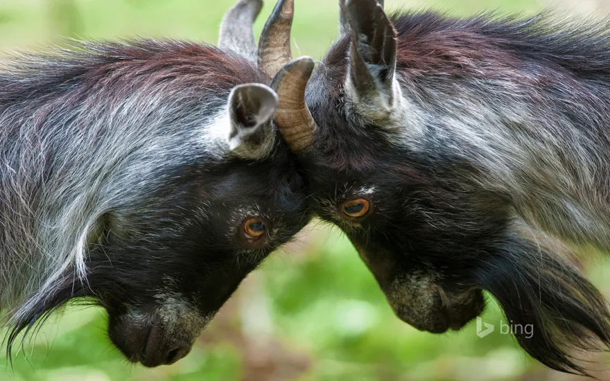 Pygmy goats headbutting