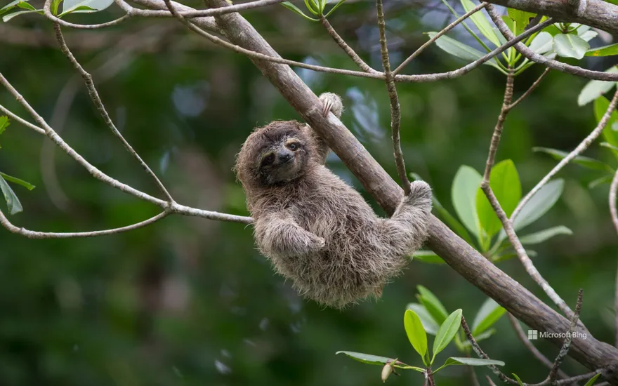 Pygmy three-toed sloth baby, Isla Escudo de Veraguas, Panama