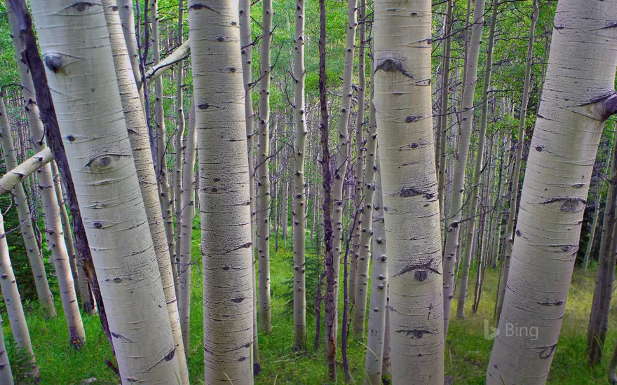 Quaking aspens in Gunnison National Forest, Colorado, USA