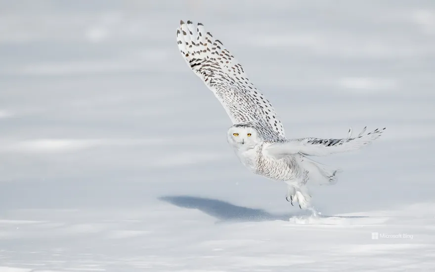 A snowy owl pictured in Quebec City
