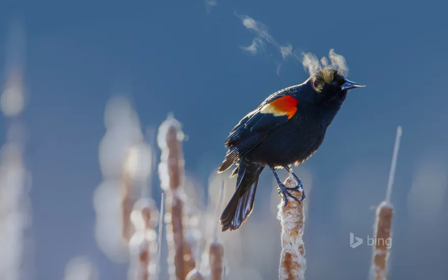 A red-winged blackbird in Minneapolis, Minnesota