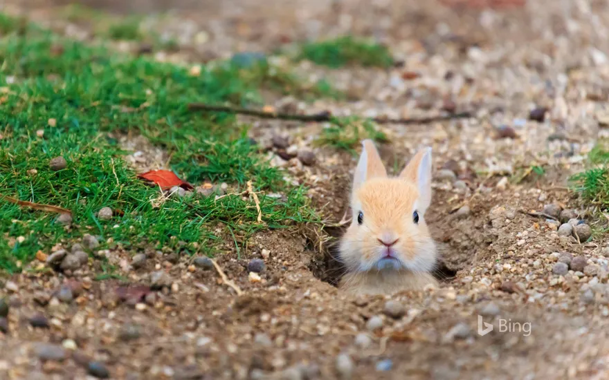 Baby feral domestic rabbit, Ōkunoshima Island (aka Rabbit Island), Hiroshima, Japan
