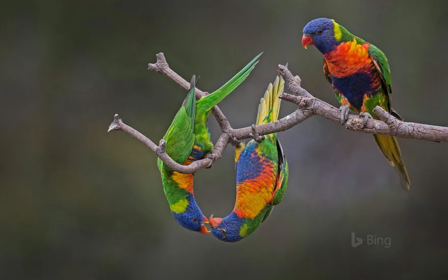 Rainbow lorikeets in Werribee, Australia