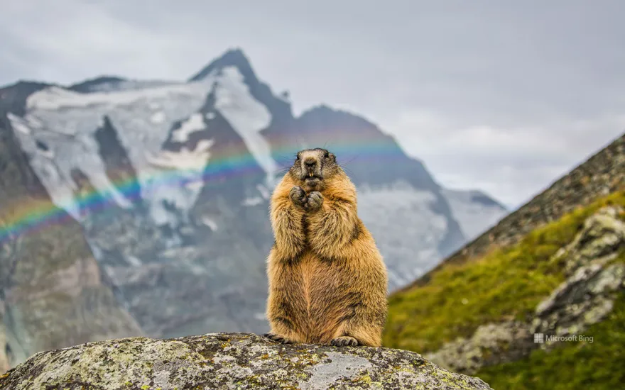Marmot with the peak of Grossglockner in the background, Austria
