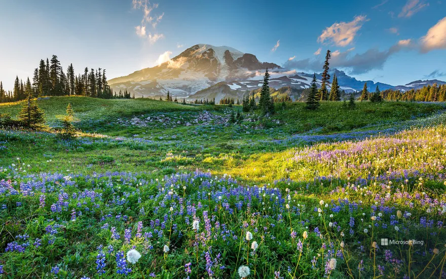 Wildflowers in Mount Rainier National Park, Washington, USA