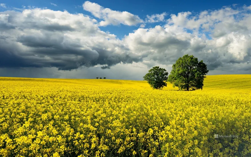 Oak trees in a rapeseed field as a thunderstorm approaches, Saxony-Anhalt