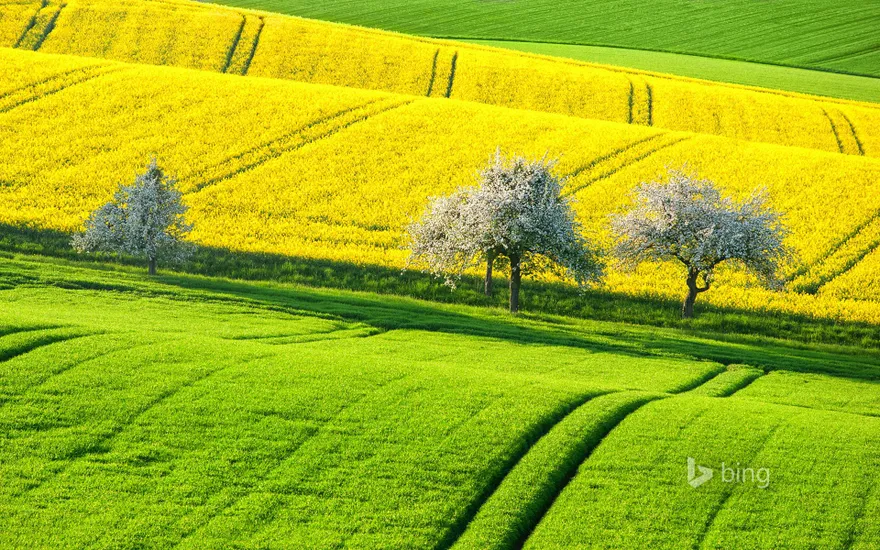 Canola fields in spring, Germany