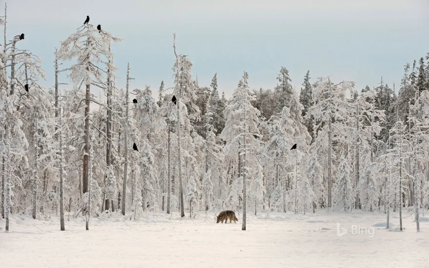 Grey wolf with flock of ravens in Finland