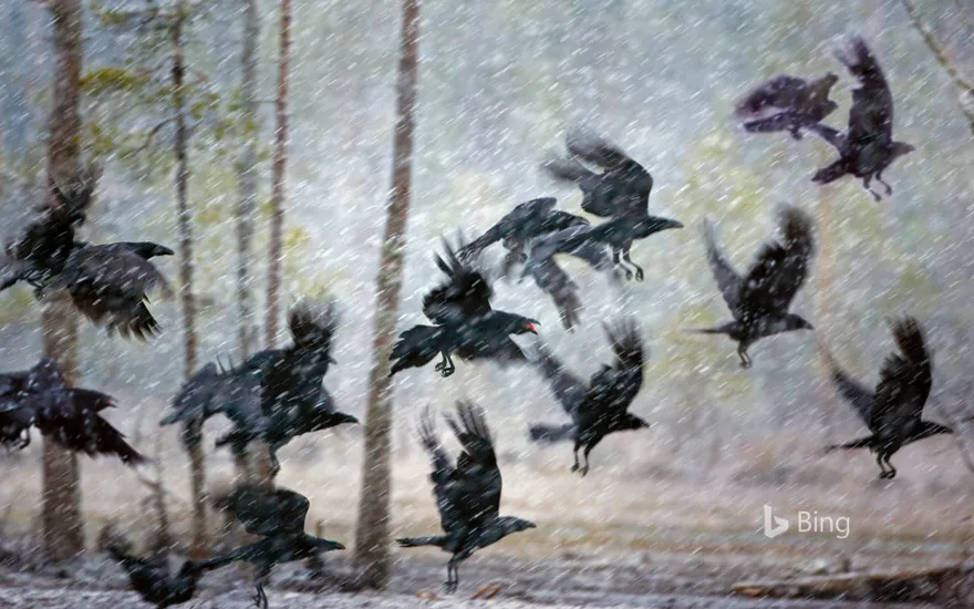 Ravens in a snowstorm near Kuhmo, Finland