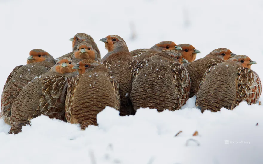 A flock of partridges huddle together in the snow for warmth