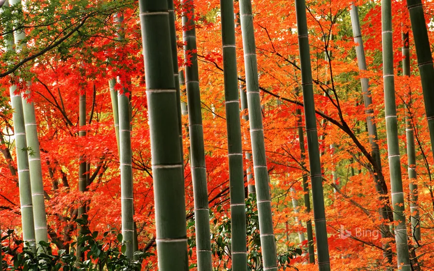 Bamboo forest and fall foliage in Arashiyama Park, Kyoto, Japan