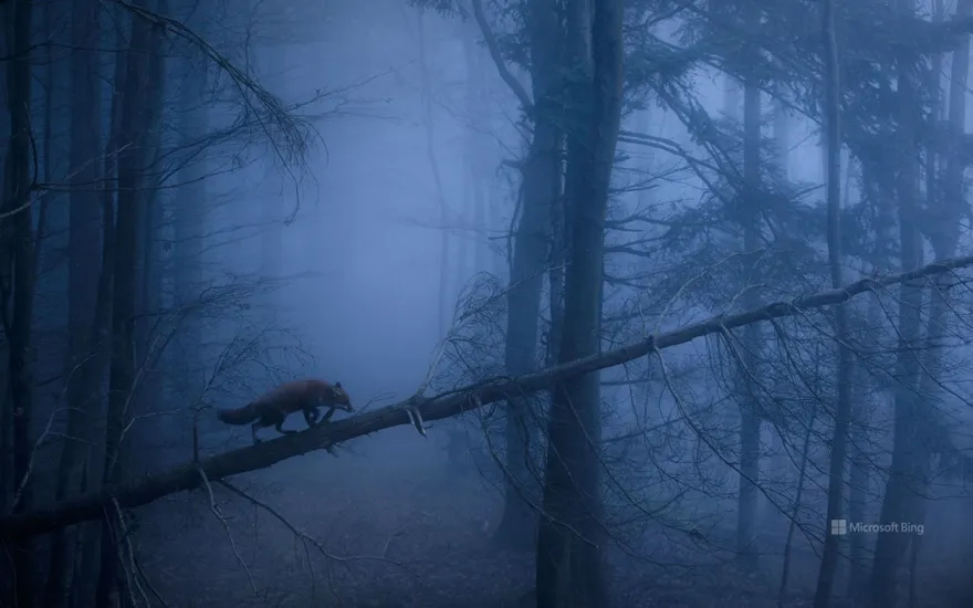 Red fox, Black Forest, Germany