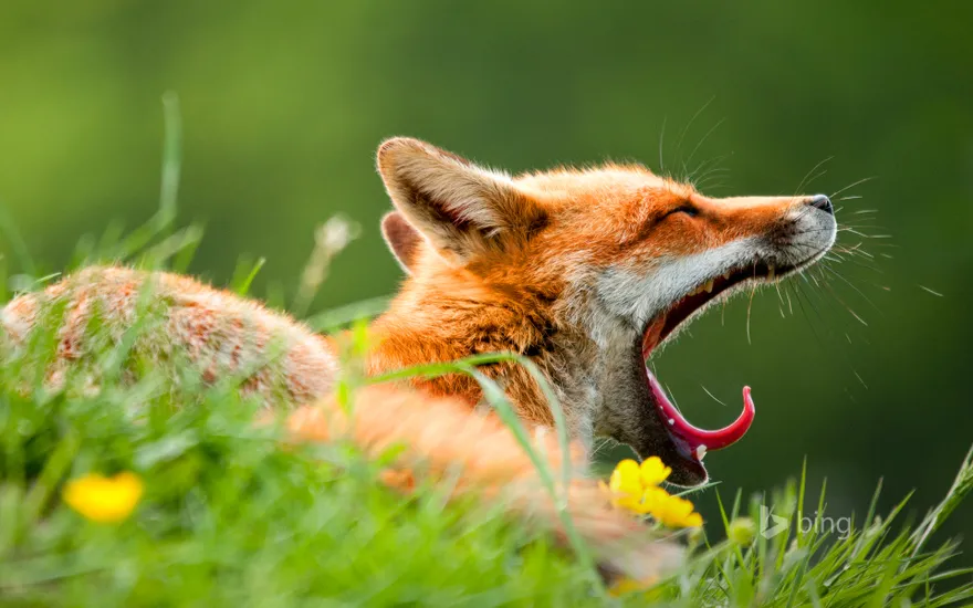 A red fox (Vulpes vulpes) yawning in the morning light in Lifton, Devon