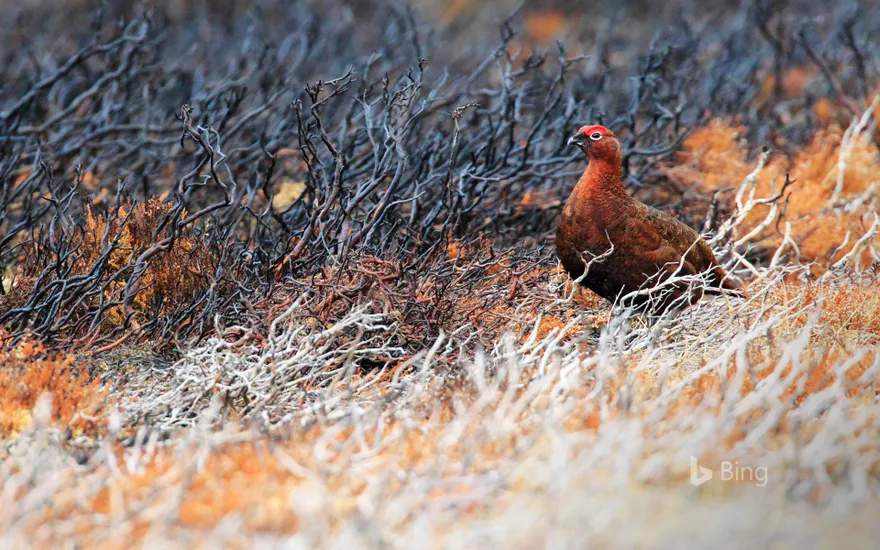 A red grouse at Cairngorms National Park, Scotland