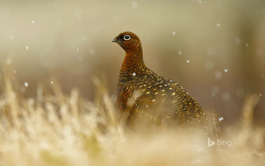 Red grouse in the Scottish Highlands