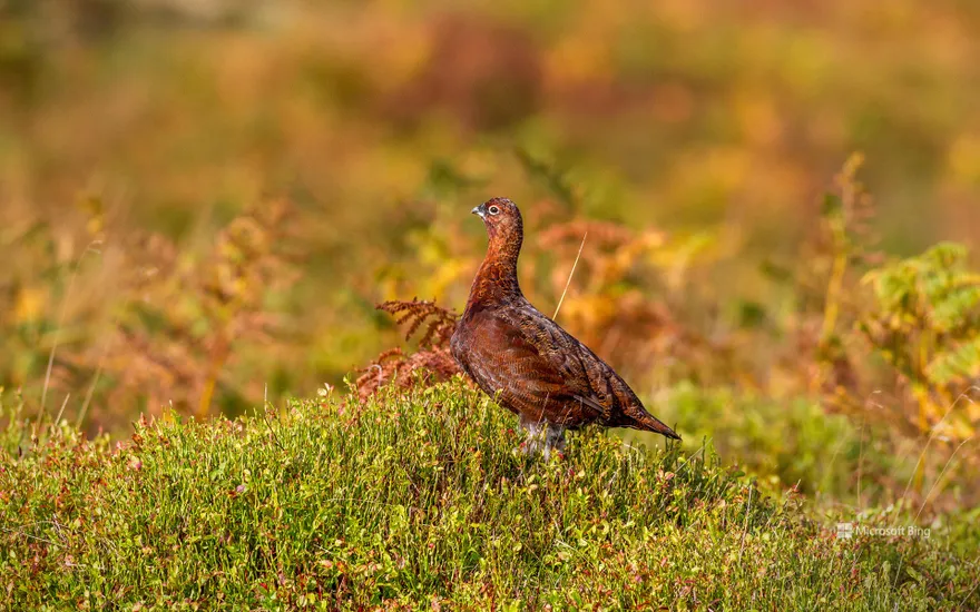 Red grouse, Ilkley Moor, West Yorkshire, UK