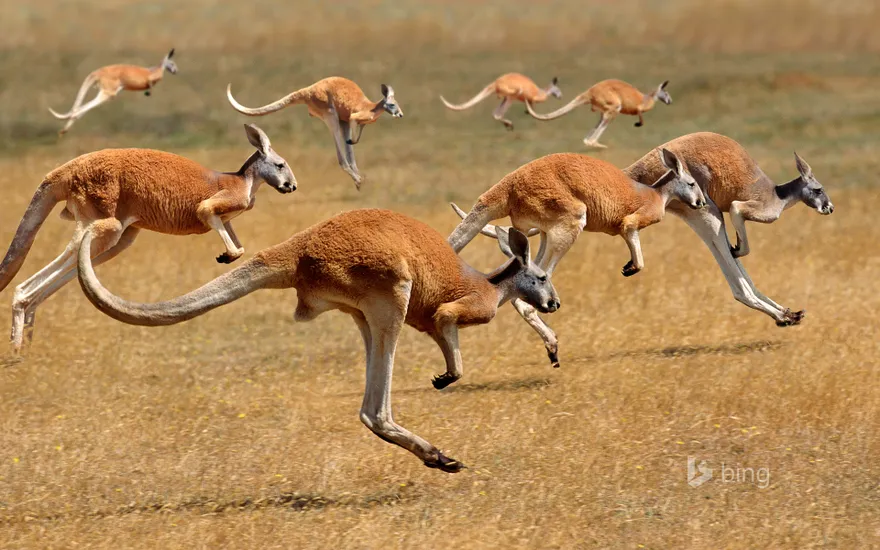 Red Kangaroos (macropus rufus) hopping in the Australian outback