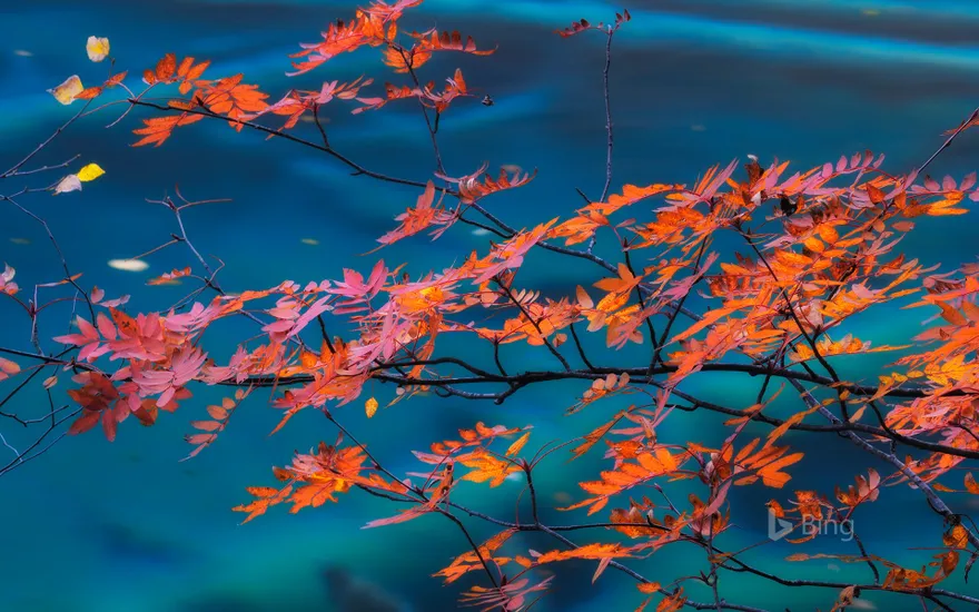 Maple trees in Jiuzhaigou National Park