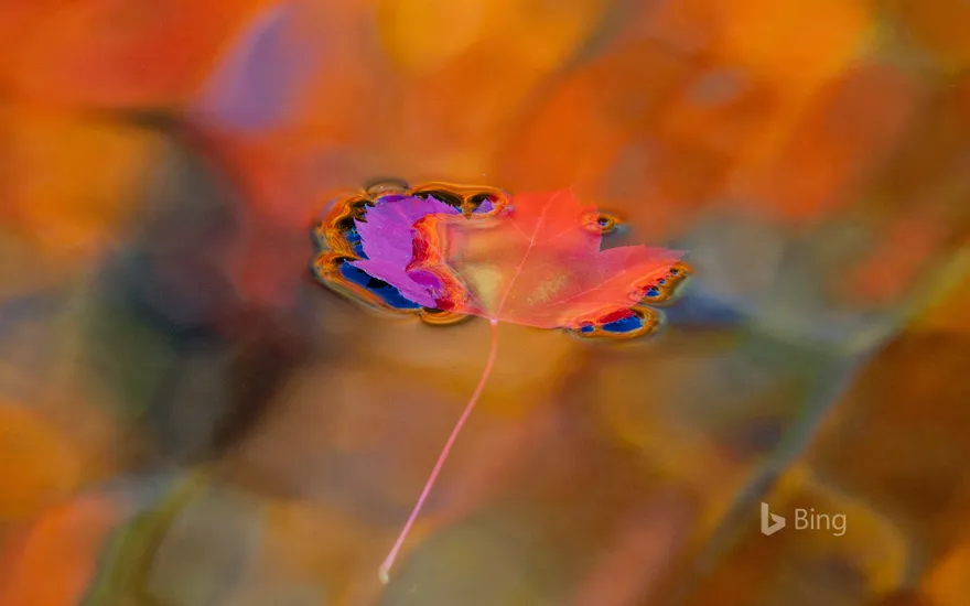 Red maple leaf on autumn-colored pool in Parc National du Mont-Saint-Bruno, Quebec, Canada