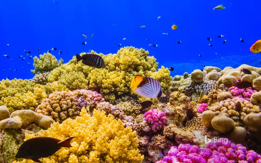 A coral reef in the Red Sea near Egypt