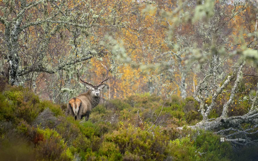 Red deer stag in Caledonian Forest, Glen Affric, Scottish Highlands