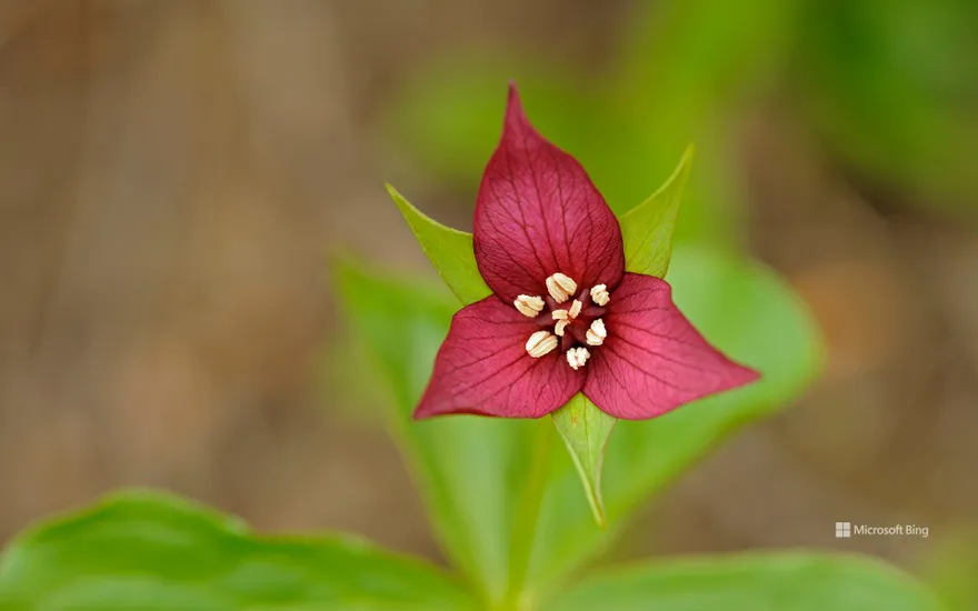 A close-up of the red trillium flower in Algonquin Provincial Park, Ont.