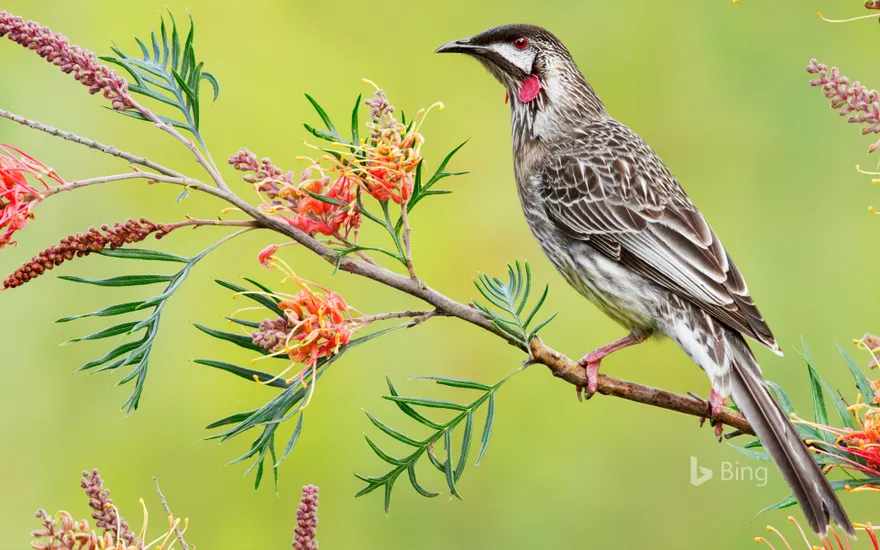 Red wattlebird, Victoria, Australia
