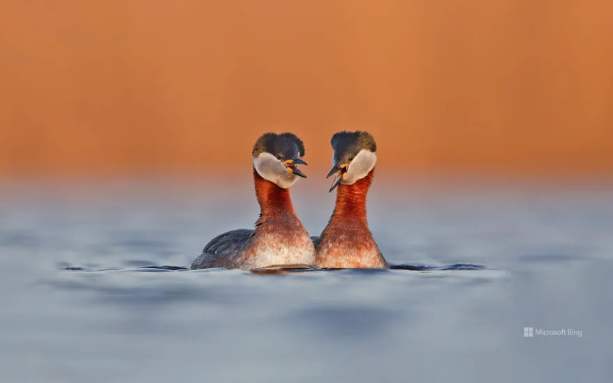Red-necked grebes, Germany