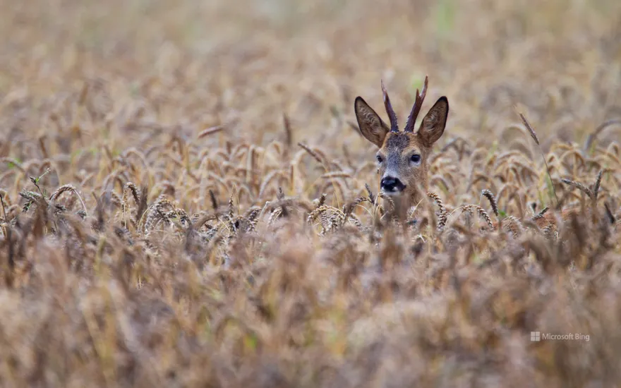 Roe deer buck, Schleswig-Holstein, Germany