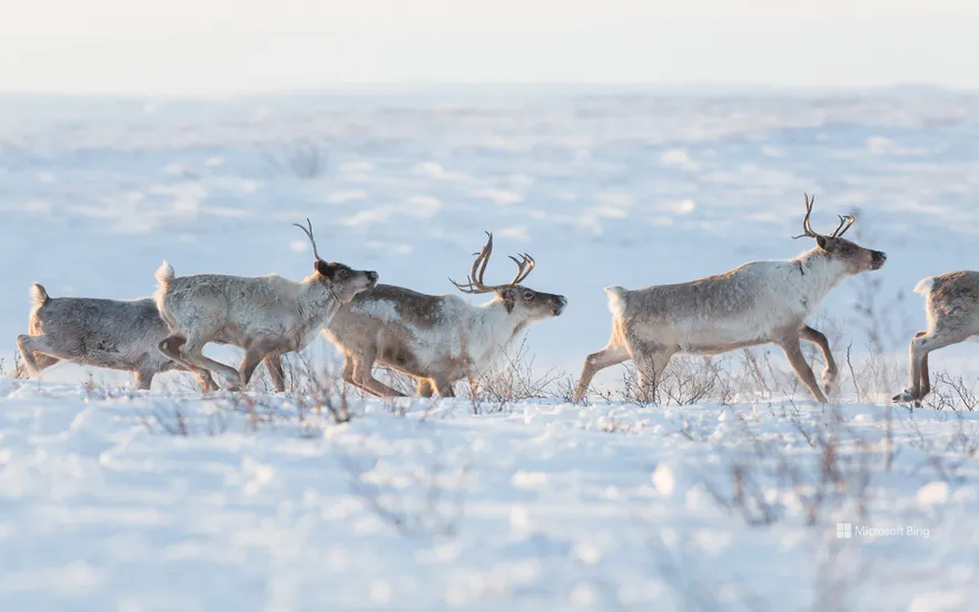 A family of caribou in a snowy landscape, Northwest Territories