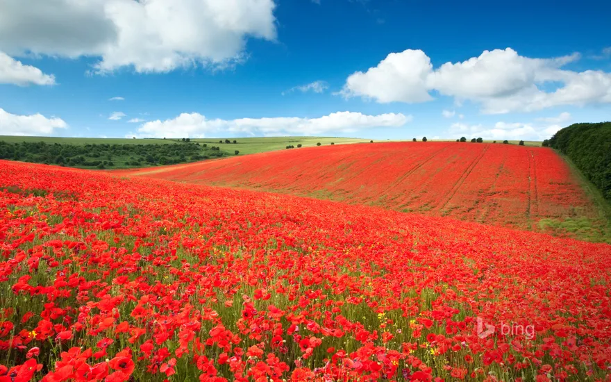 A field of poppies in the South Downs National Park near Brighton
