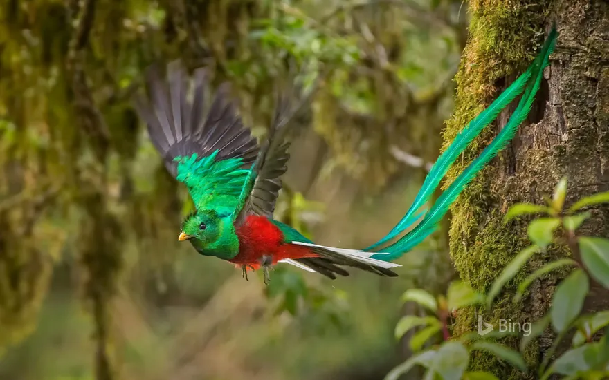 Male resplendent quetzal in Costa Rica