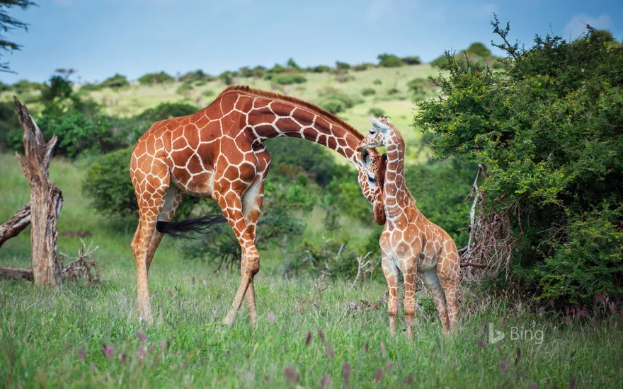 Reticulated giraffe nuzzles her calf in Lewa Wildlife Conservancy, Kenya