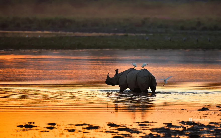 Indian rhinoceros, Kaziranga National Park, India