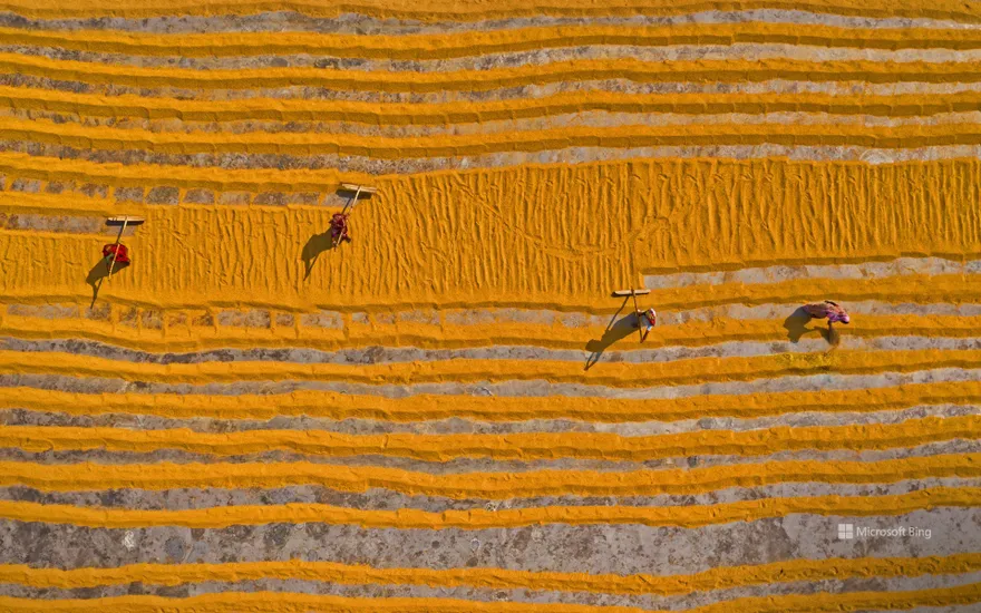 Rice field, Dhamrai, Dhaka, Bangladesh