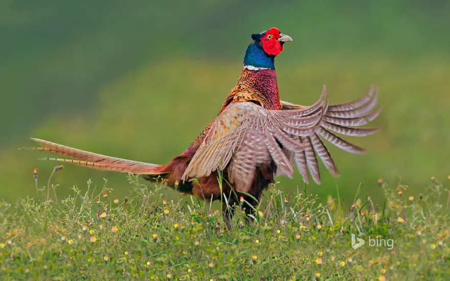 Ring-necked pheasant male, Texel, Netherlands