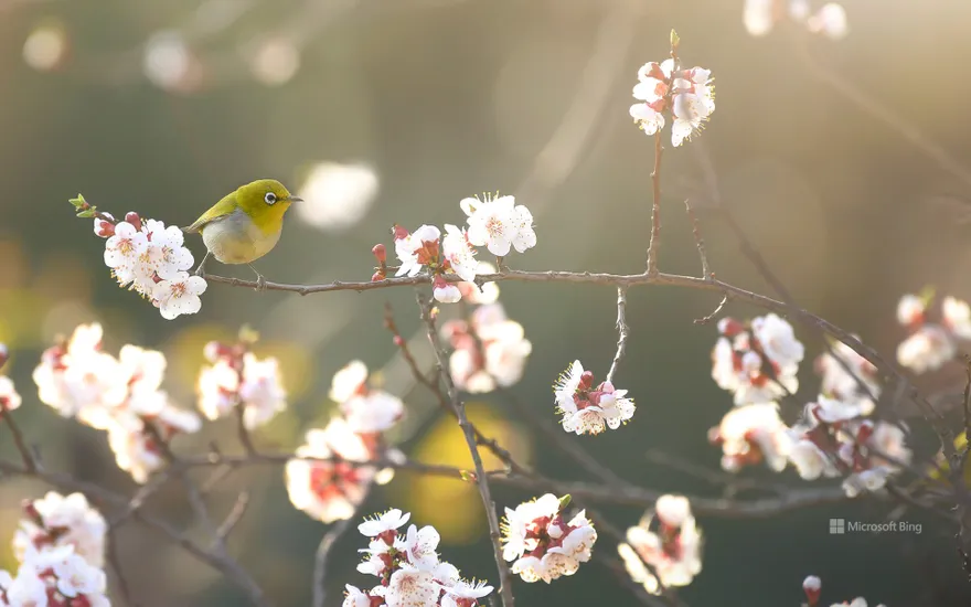 White-eye flying to the plum blossoms in early spring