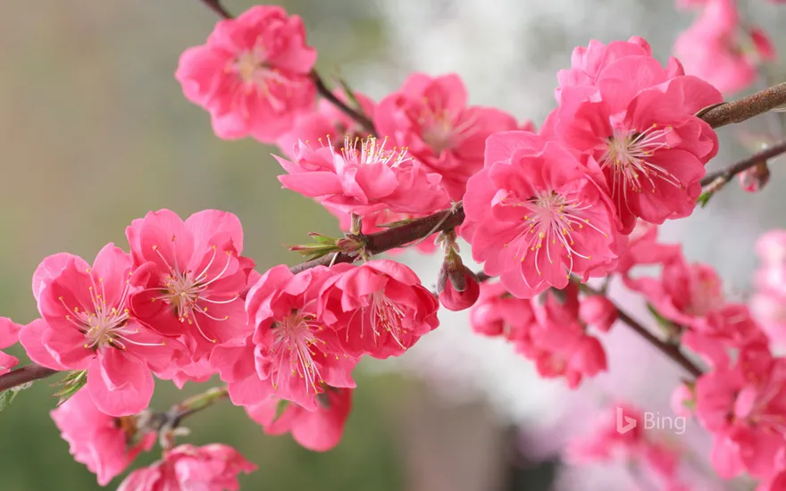 "Peach blossoms"