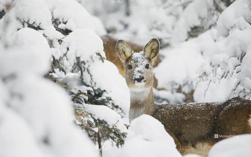 Roe deer, Trentino-Alto Adige, Italy
